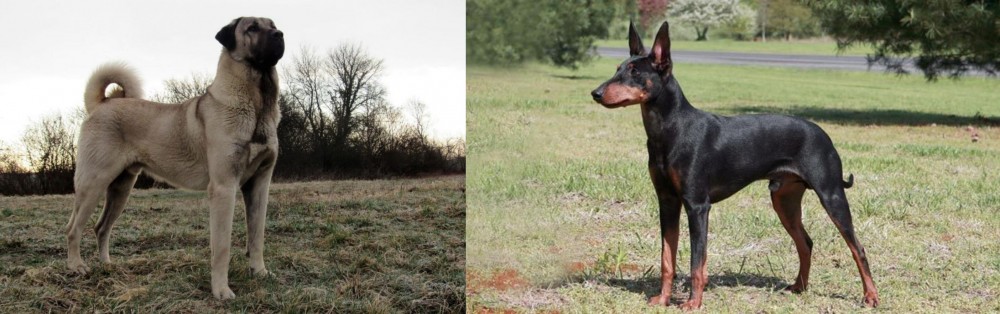 Manchester Terrier vs Kangal Dog - Breed Comparison