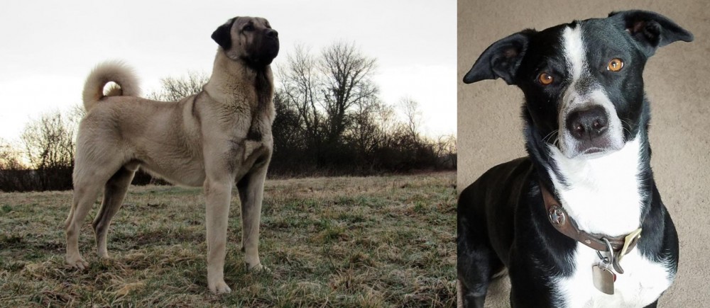 McNab vs Kangal Dog - Breed Comparison
