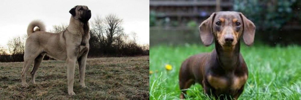 Miniature Dachshund vs Kangal Dog - Breed Comparison