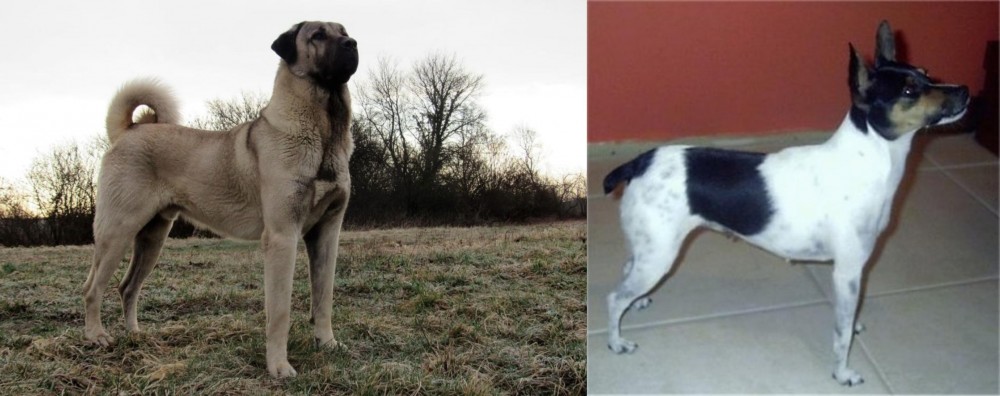 Miniature Fox Terrier vs Kangal Dog - Breed Comparison
