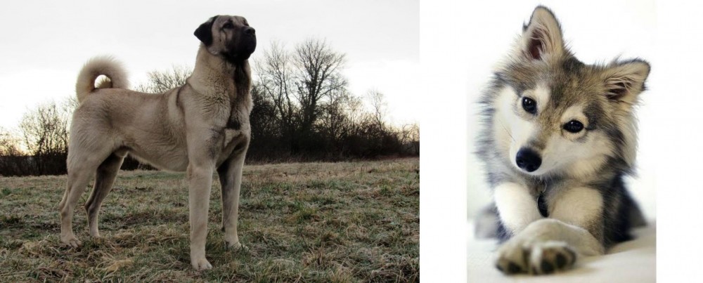 Miniature Siberian Husky vs Kangal Dog - Breed Comparison