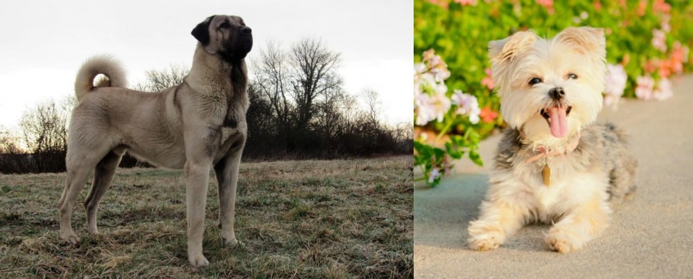 Morkie vs Kangal Dog - Breed Comparison