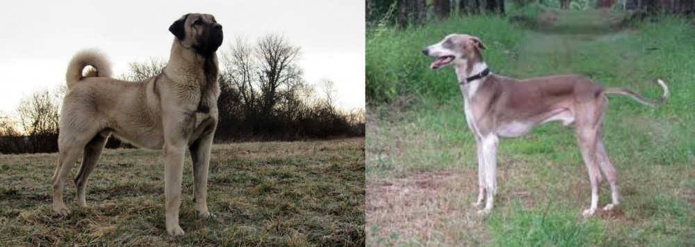 Mudhol Hound vs Kangal Dog - Breed Comparison