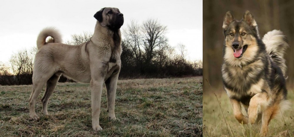 Native American Indian Dog vs Kangal Dog - Breed Comparison