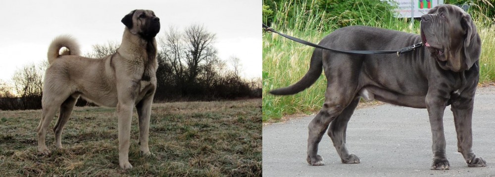 Neapolitan Mastiff vs Kangal Dog - Breed Comparison