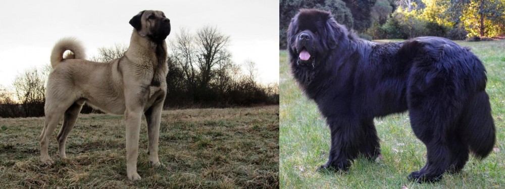 Newfoundland Dog vs Kangal Dog - Breed Comparison