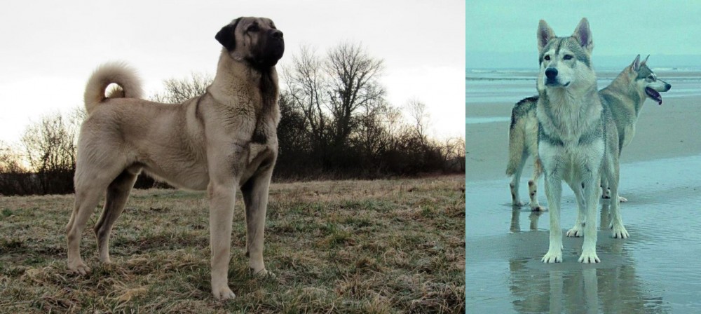 Northern Inuit Dog vs Kangal Dog - Breed Comparison