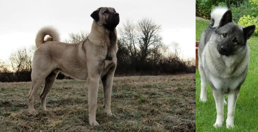 Norwegian Elkhound vs Kangal Dog - Breed Comparison