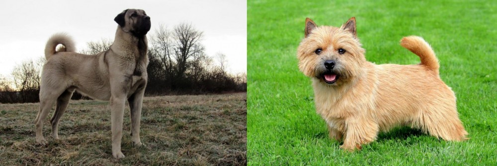 Norwich Terrier vs Kangal Dog - Breed Comparison
