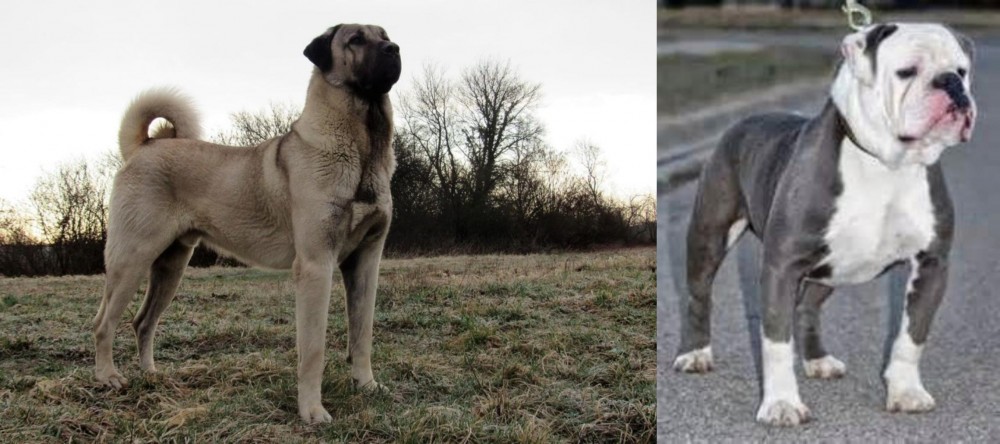 Old English Bulldog vs Kangal Dog - Breed Comparison