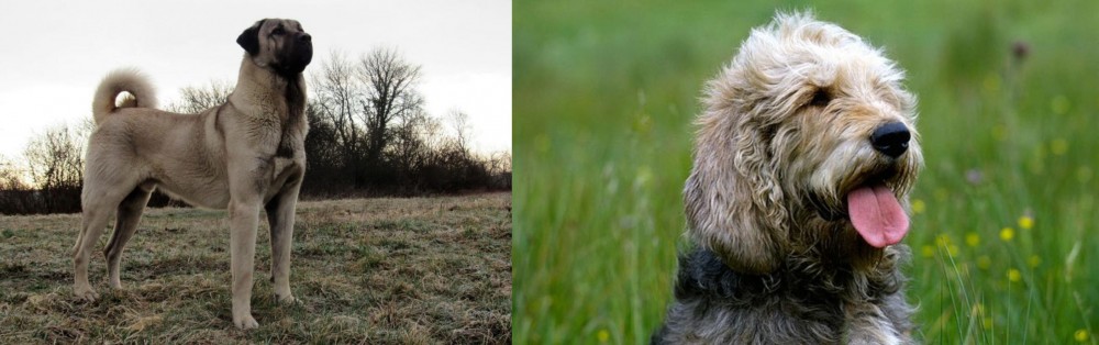 Otterhound vs Kangal Dog - Breed Comparison