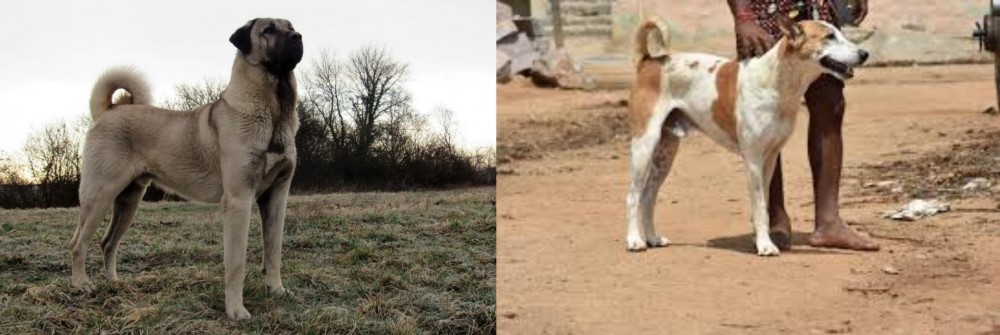 Pandikona vs Kangal Dog - Breed Comparison