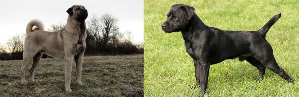 Patterdale Terrier vs Kangal Dog - Breed Comparison