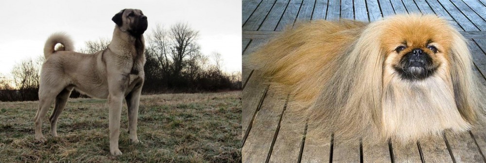 Pekingese vs Kangal Dog - Breed Comparison
