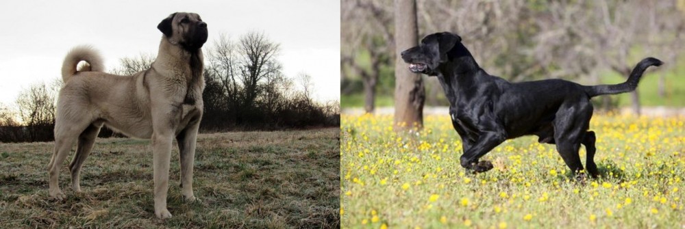 Perro de Pastor Mallorquin vs Kangal Dog - Breed Comparison