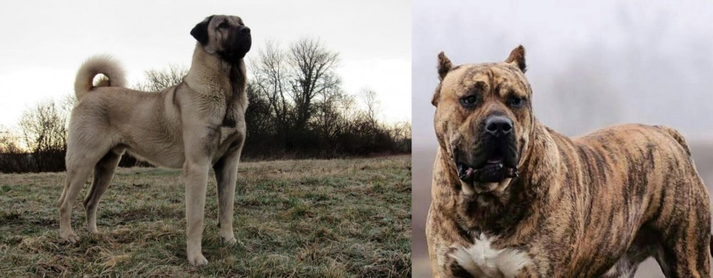 Perro de Presa Canario vs Kangal Dog - Breed Comparison