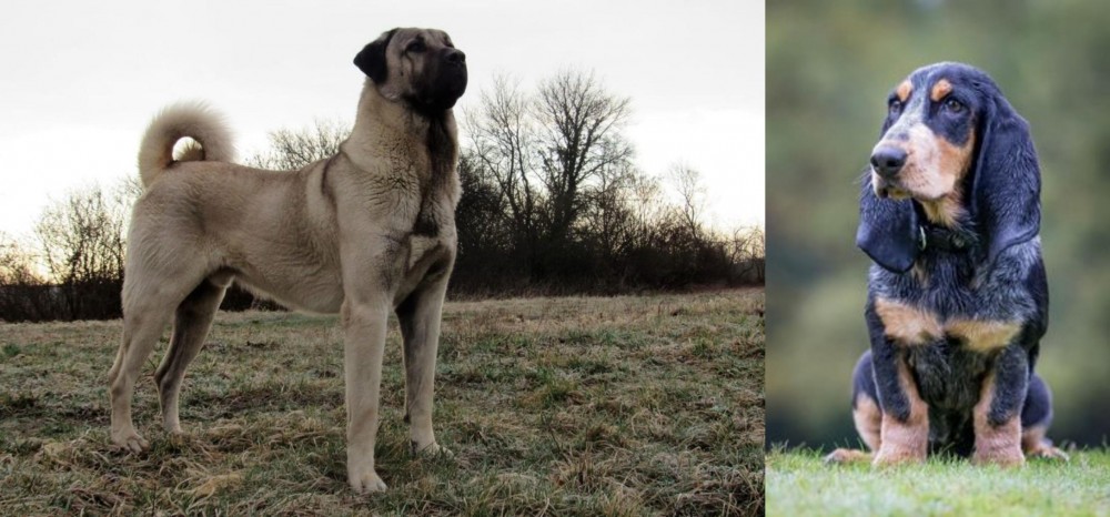 Petit Bleu de Gascogne vs Kangal Dog - Breed Comparison