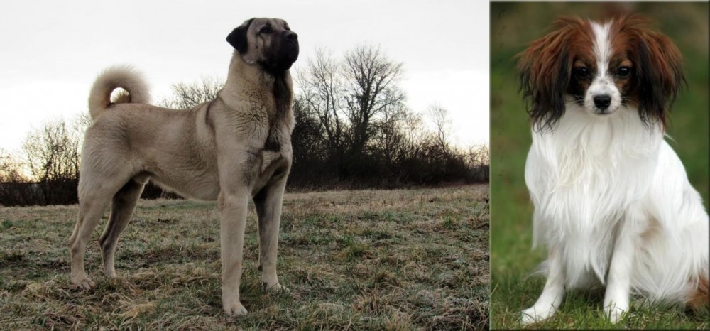 Phalene vs Kangal Dog - Breed Comparison