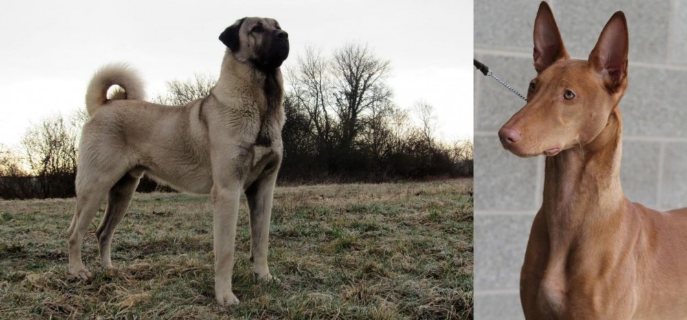 Pharaoh Hound vs Kangal Dog - Breed Comparison