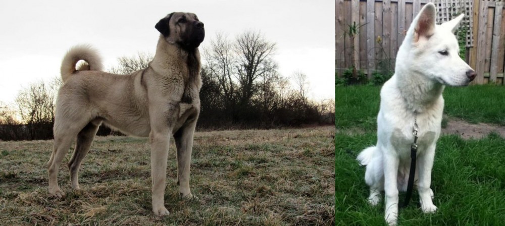 Phung San vs Kangal Dog - Breed Comparison