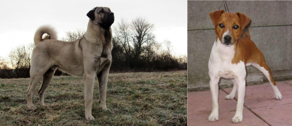 Plummer Terrier vs Kangal Dog - Breed Comparison