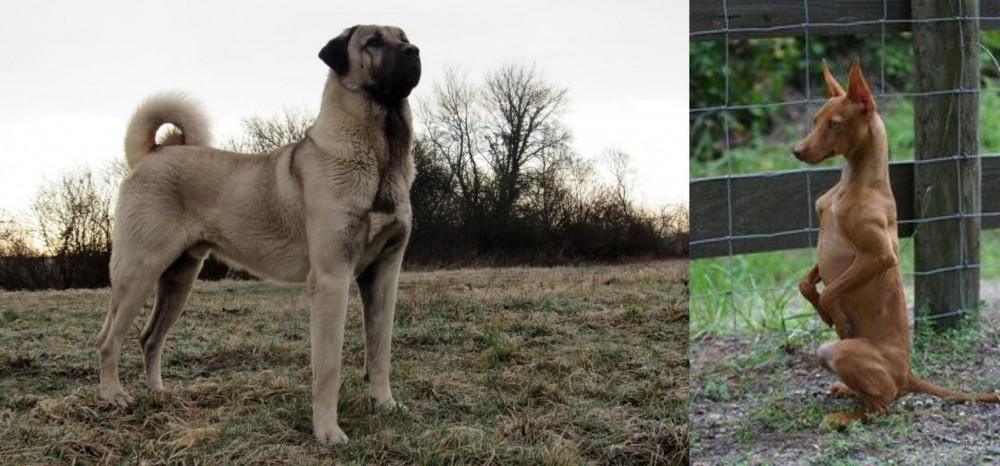 Podenco Andaluz vs Kangal Dog - Breed Comparison