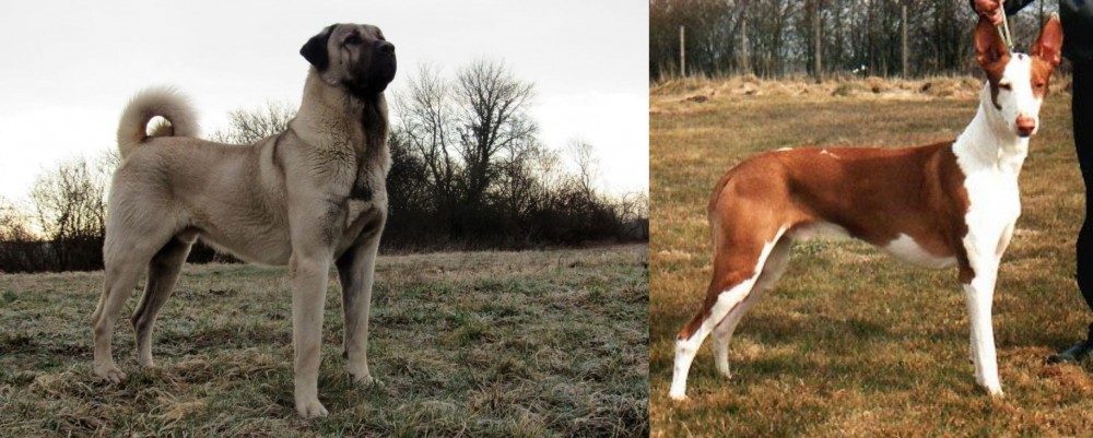 Podenco Canario vs Kangal Dog - Breed Comparison