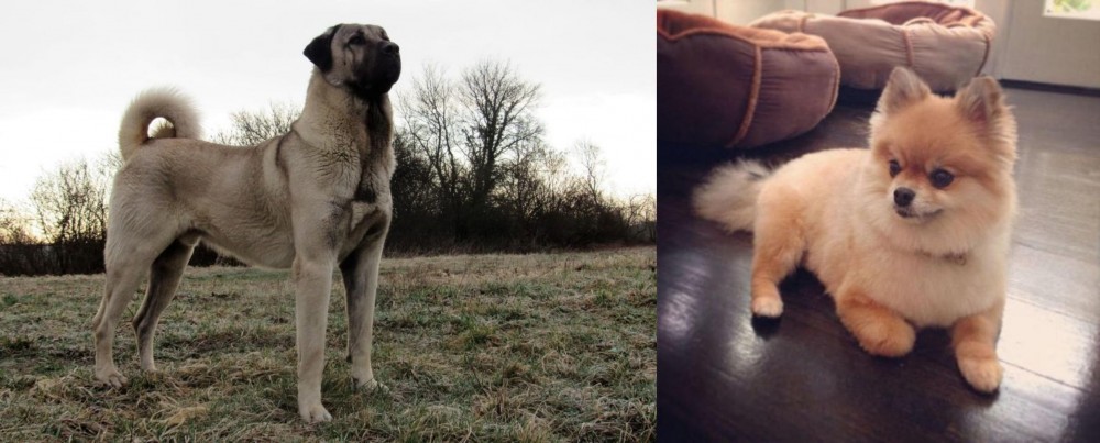 Pomeranian vs Kangal Dog - Breed Comparison