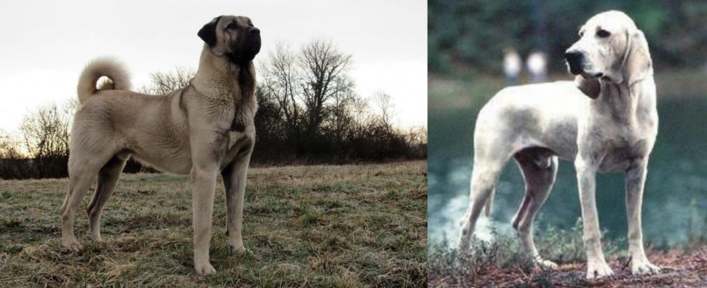 Porcelaine vs Kangal Dog - Breed Comparison