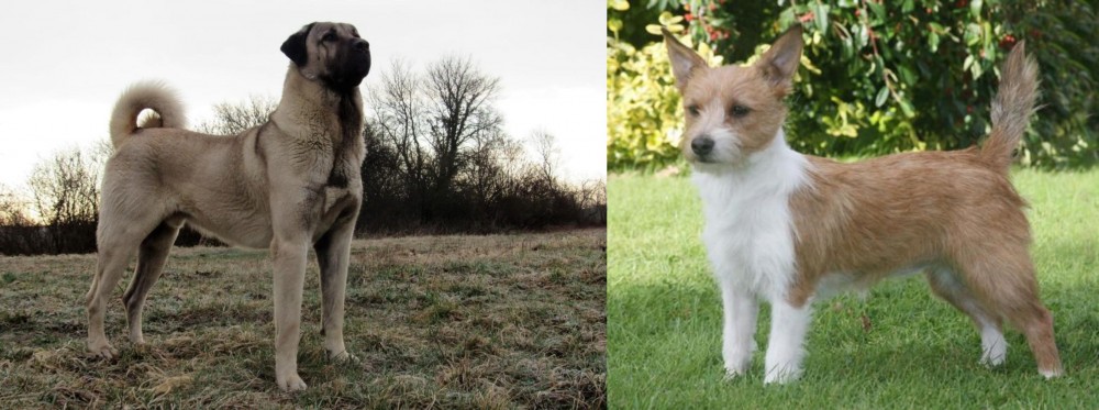 Portuguese Podengo vs Kangal Dog - Breed Comparison