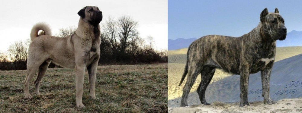 Presa Canario vs Kangal Dog - Breed Comparison