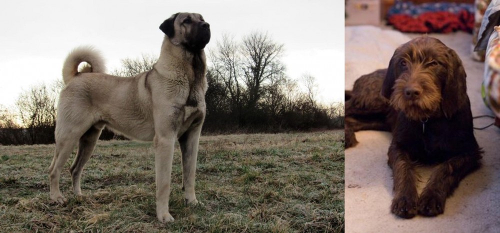 Pudelpointer vs Kangal Dog - Breed Comparison