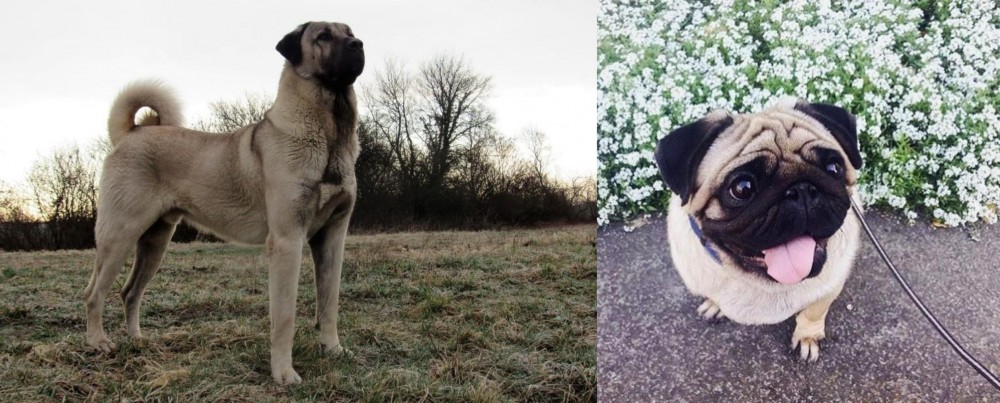 Pug vs Kangal Dog - Breed Comparison
