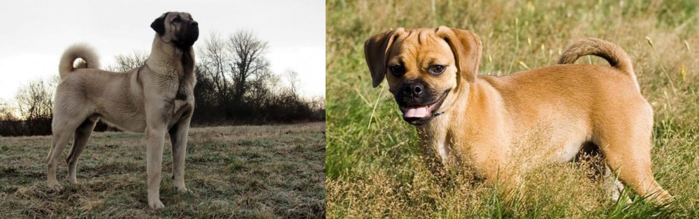 Puggle vs Kangal Dog - Breed Comparison