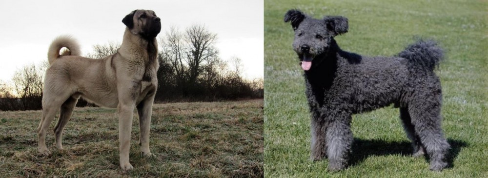 Pumi vs Kangal Dog - Breed Comparison