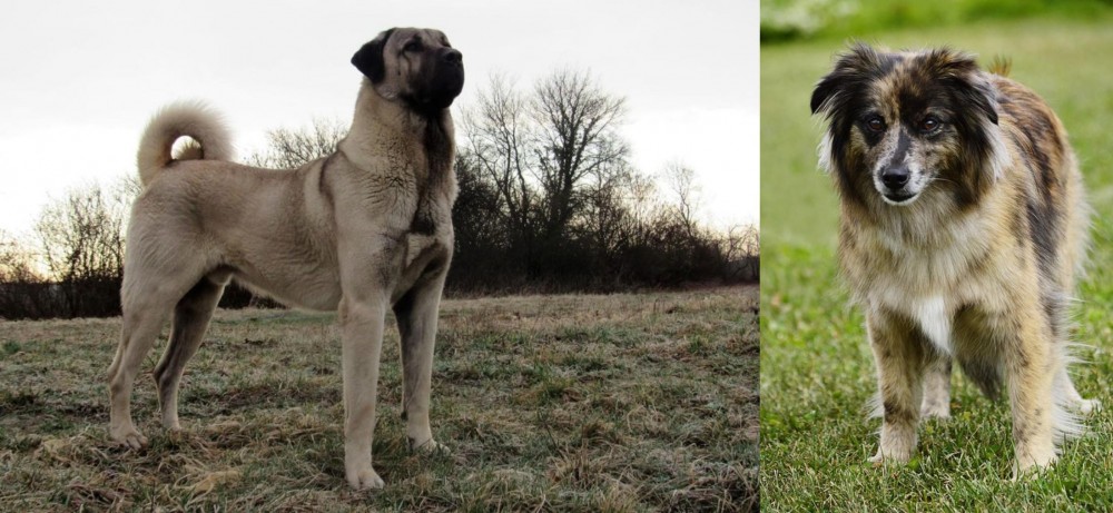 Pyrenean Shepherd vs Kangal Dog - Breed Comparison