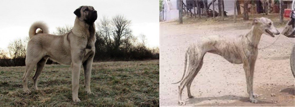 Rampur Greyhound vs Kangal Dog - Breed Comparison