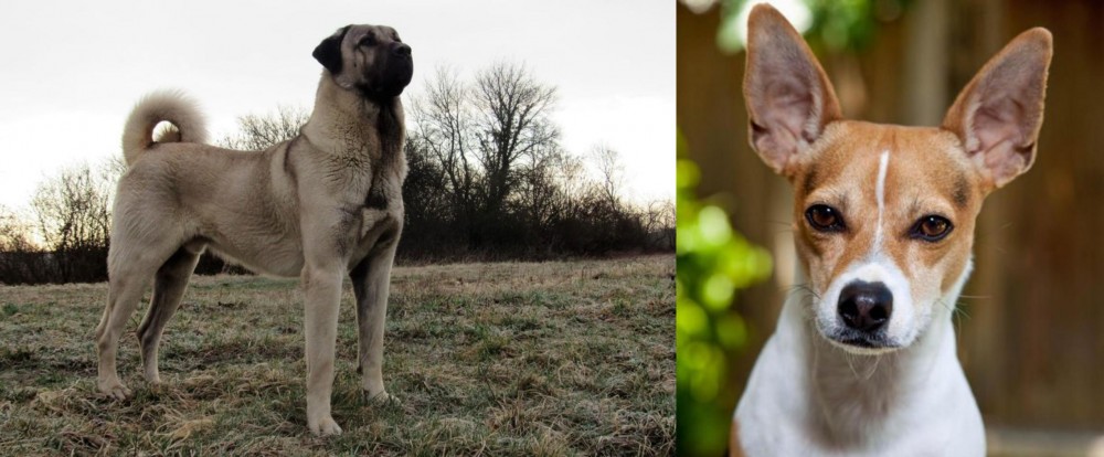 Rat Terrier vs Kangal Dog - Breed Comparison