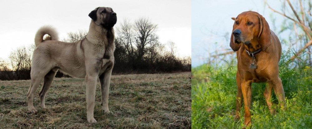 Redbone Coonhound vs Kangal Dog - Breed Comparison