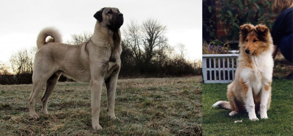 Rough Collie vs Kangal Dog - Breed Comparison