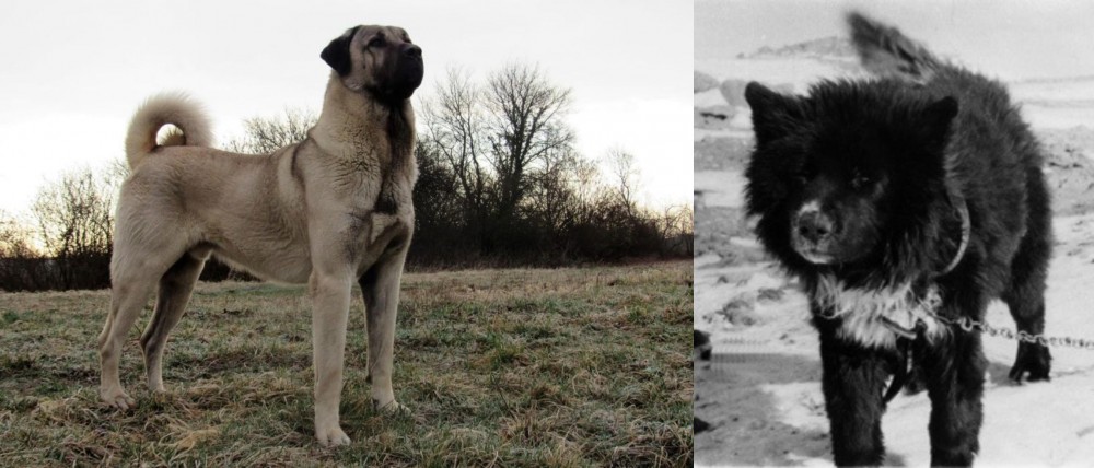 Sakhalin Husky vs Kangal Dog - Breed Comparison