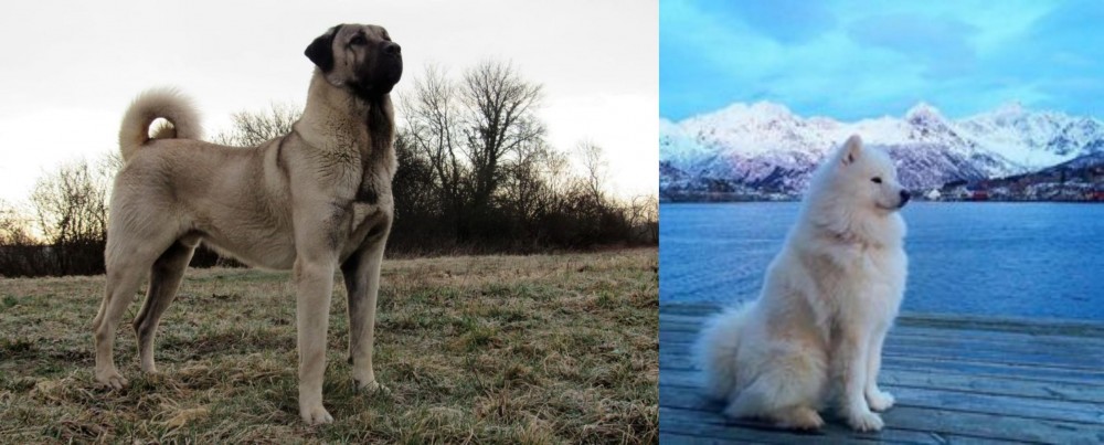 Samoyed vs Kangal Dog - Breed Comparison