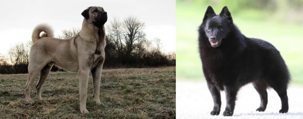 Schipperke vs Kangal Dog - Breed Comparison