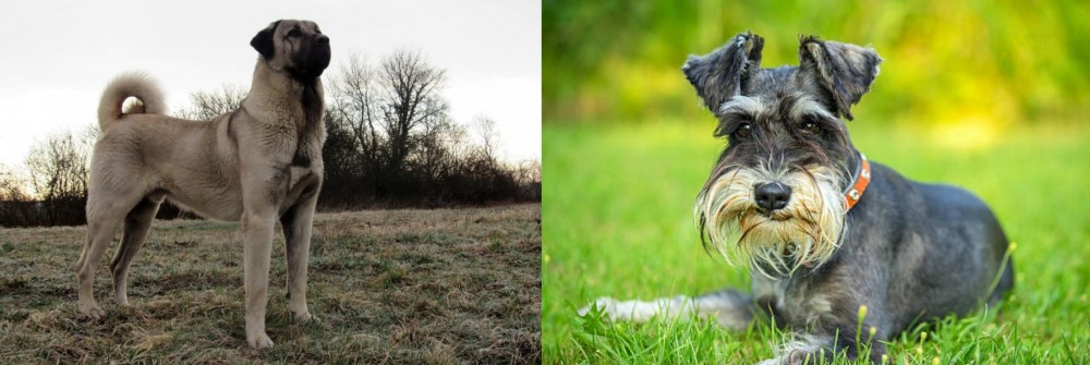 Schnauzer vs Kangal Dog - Breed Comparison