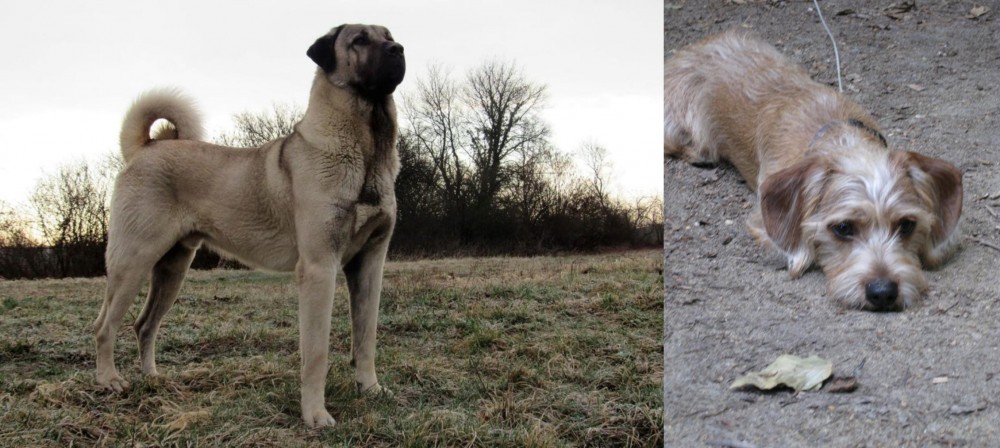 Schweenie vs Kangal Dog - Breed Comparison