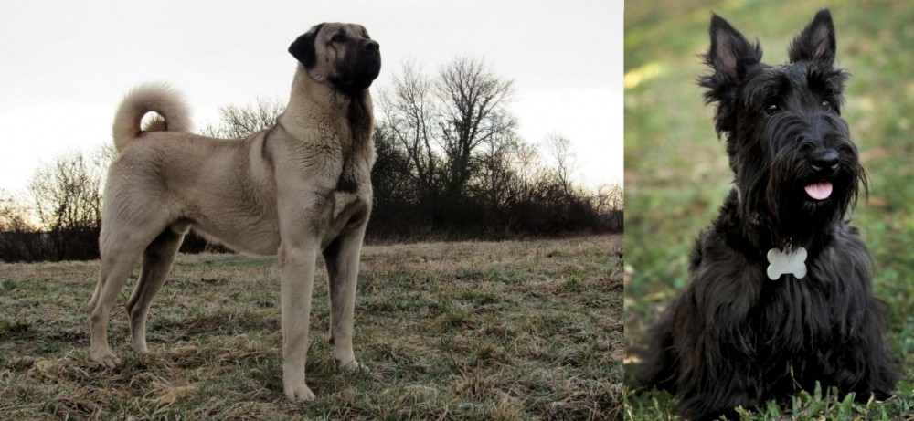 Scoland Terrier vs Kangal Dog - Breed Comparison