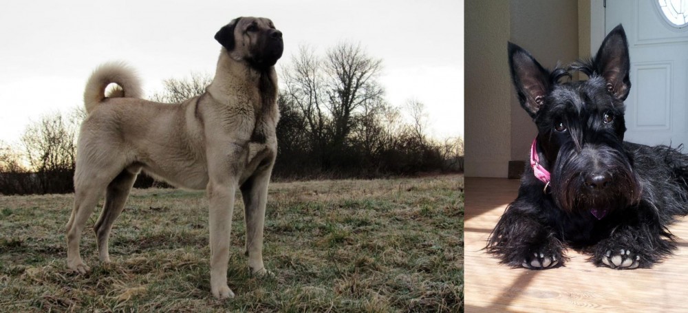 Scottish Terrier vs Kangal Dog - Breed Comparison