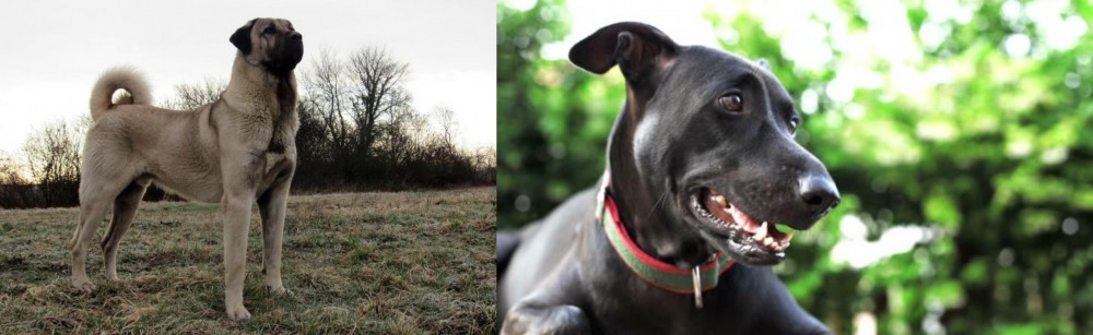 Shepard Labrador vs Kangal Dog - Breed Comparison
