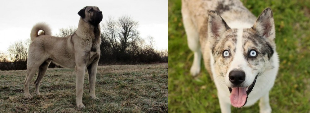 Shepherd Husky vs Kangal Dog - Breed Comparison