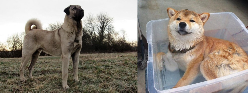 Shiba Inu vs Kangal Dog - Breed Comparison